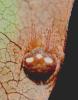 Araneus triguttatus